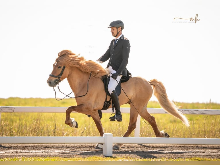 Islandais Étalon 10 Ans 152 cm Isabelle in Horst