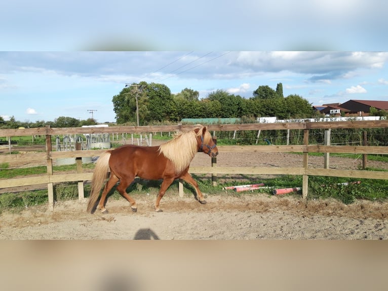 Islandais Étalon 11 Ans 137 cm Alezan in Lehre