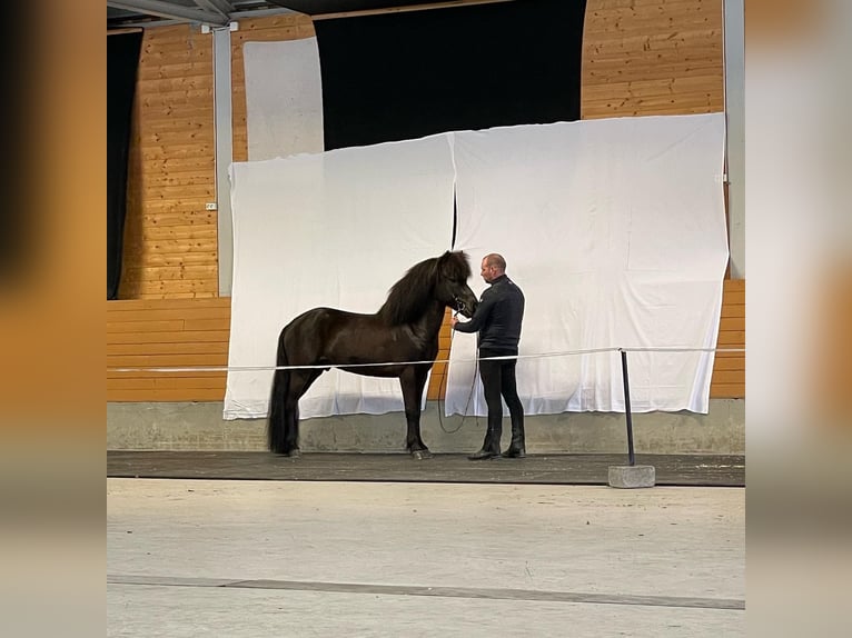 Islandais Étalon 12 Ans 140 cm Noir in N&#xF8;tter&#xF8;y
