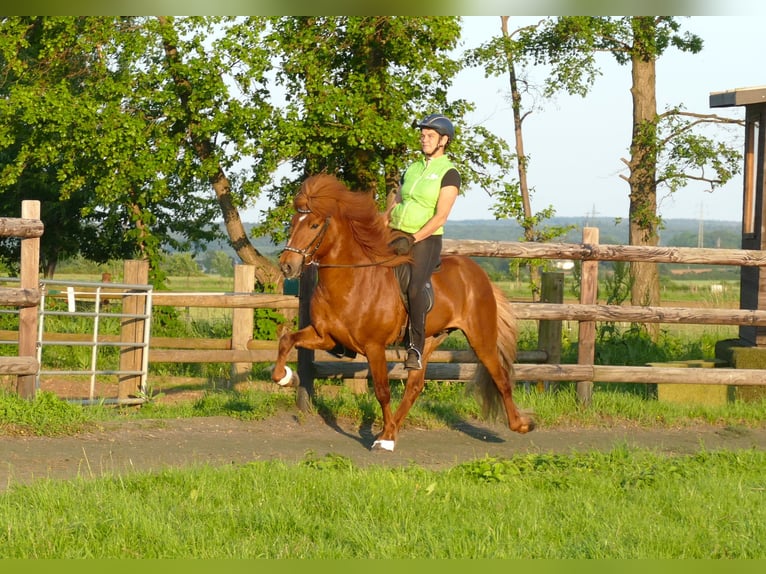 Islandais Étalon 14 Ans 144 cm Alezan in Euskirchen