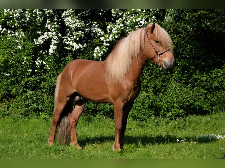 Islandais Étalon 14 Ans Alezan in Stapelfeld