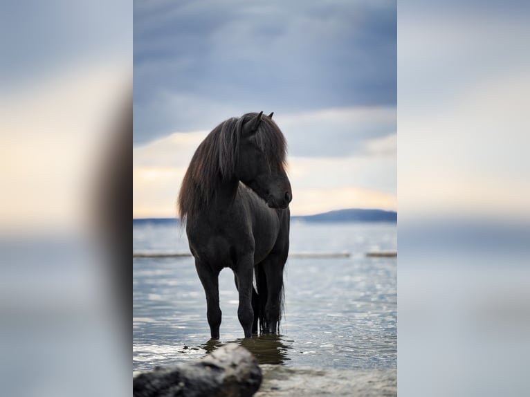 Islandais Étalon 15 Ans 140 cm Noir in Fronreute