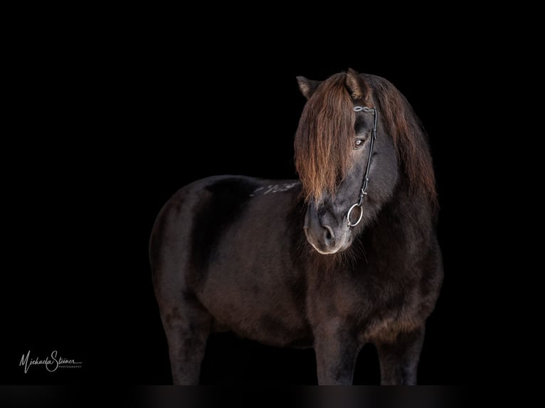 Islandais Étalon 16 Ans 143 cm Noir in Wals