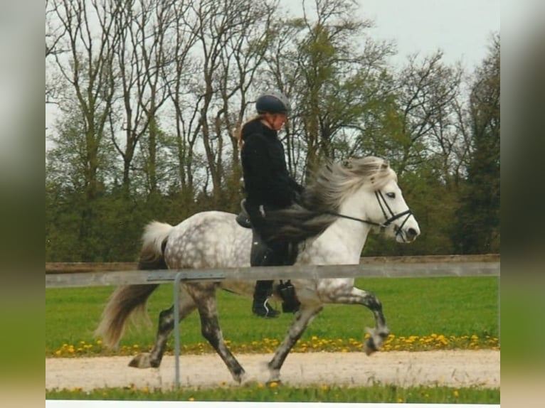 Islandais Étalon 17 Ans 137 cm Gris in Beilstein