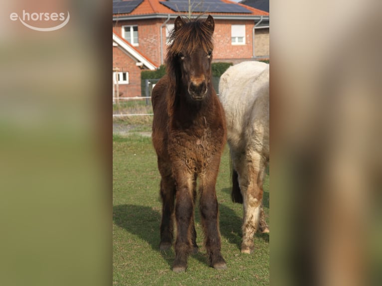 Islandais Étalon 1 Année 140 cm Bai brun in Winterswijk Kotten