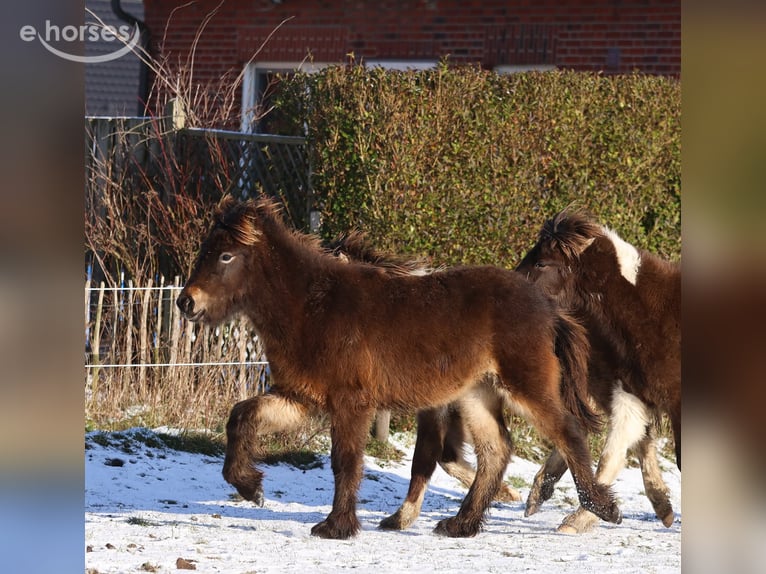 Islandais Étalon 1 Année 140 cm Bai brun in Winterswijk Kotten