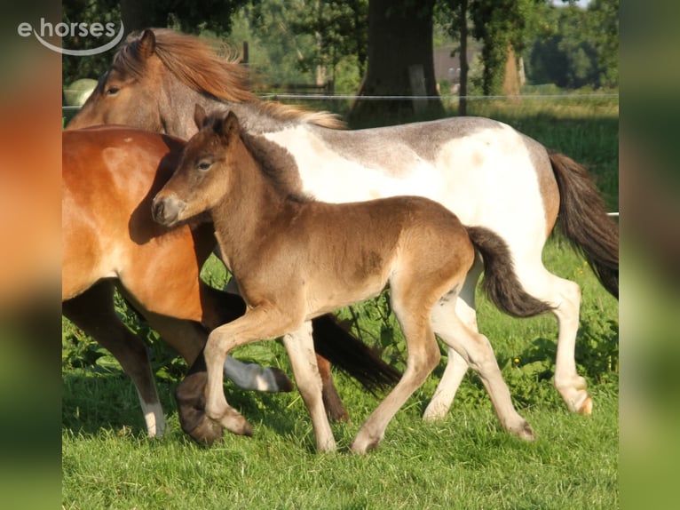 Islandais Étalon 1 Année 140 cm Bai brun in Winterswijk Kotten