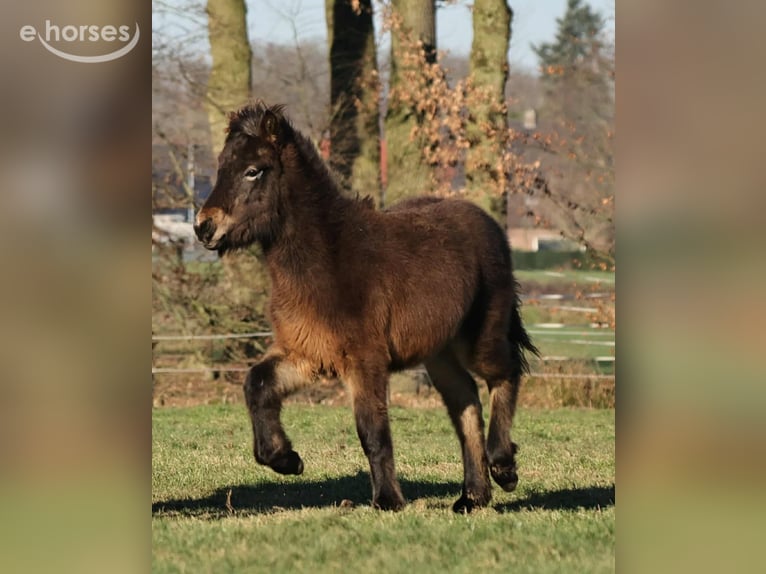 Islandais Étalon 1 Année 140 cm Bai brun in Winterswijk Kotten