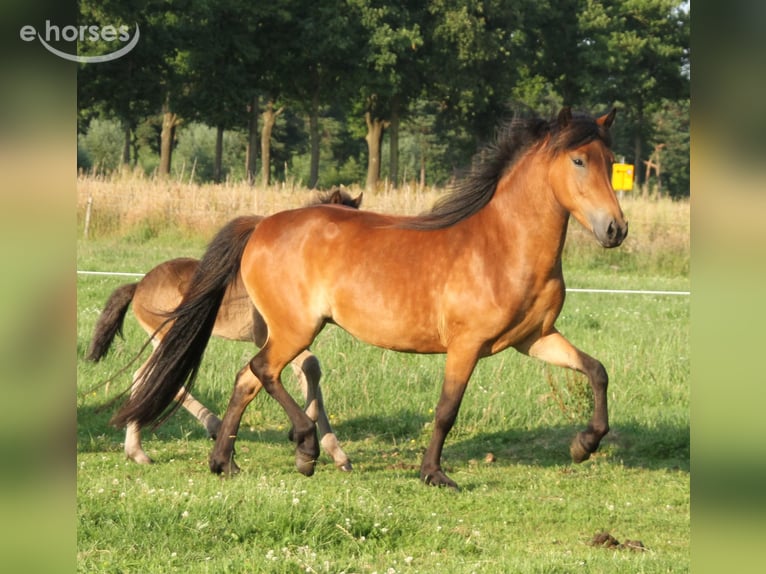 Islandais Étalon 1 Année 140 cm Bai brun in Winterswijk Kotten