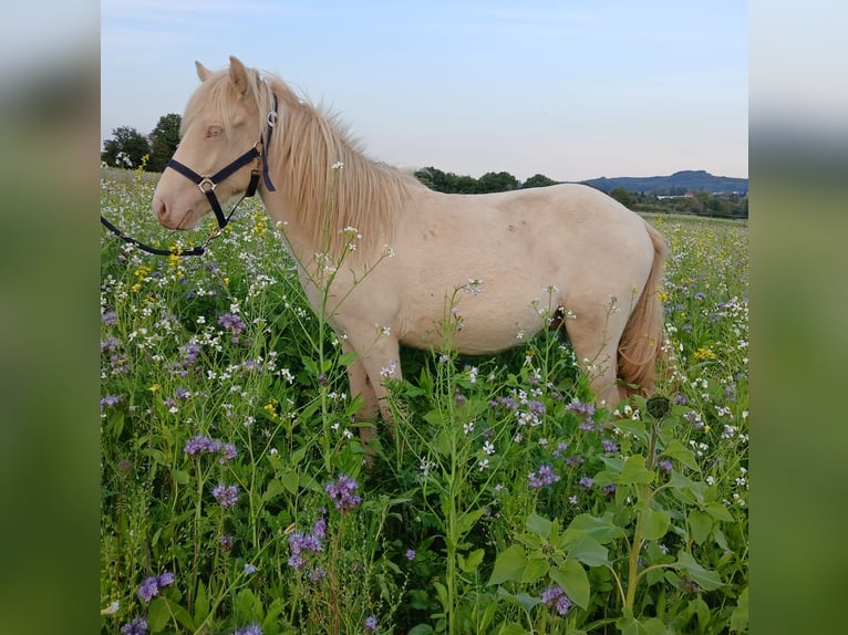 Islandais Étalon 1 Année 140 cm Perlino in Saarland