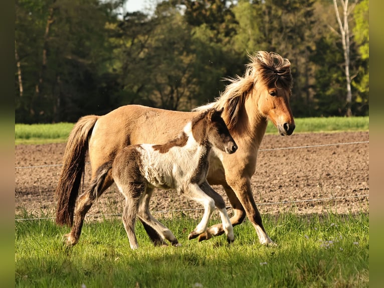 Islandais Étalon 1 Année 140 cm Pinto in Südlohn