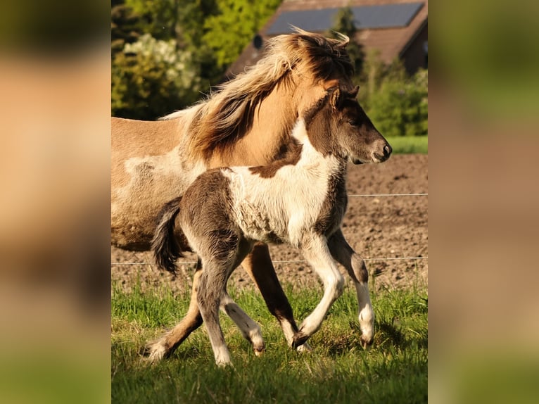 Islandais Étalon 1 Année 140 cm Pinto in Südlohn