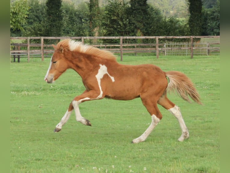 Islandais Étalon 1 Année 140 cm Pinto in Südlohn