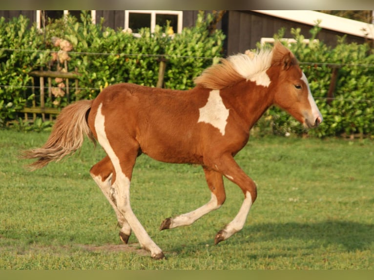 Islandais Étalon 1 Année 140 cm Pinto in Südlohn