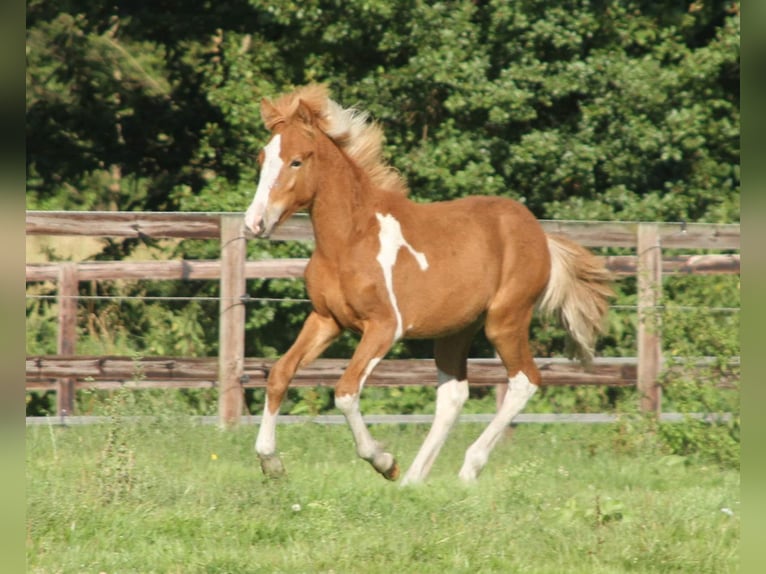 Islandais Étalon 1 Année 140 cm Pinto in Südlohn