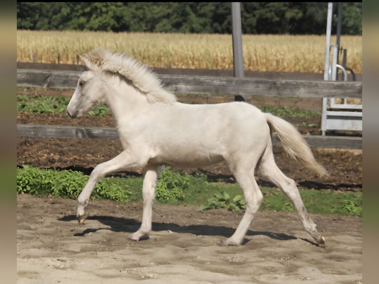 Islandais Étalon 1 Année 142 cm in Südlohn