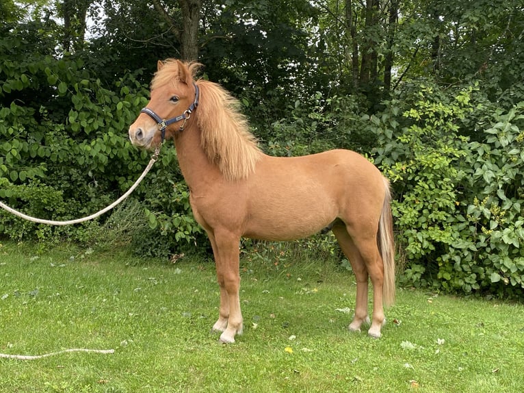 Islandais Étalon 1 Année 143 cm Alezan dun in Skanderborg