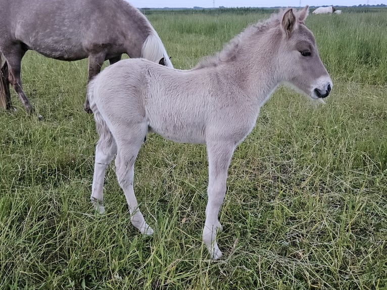 Islandais Étalon 1 Année 145 cm Grullo in Nieuwe Pekela