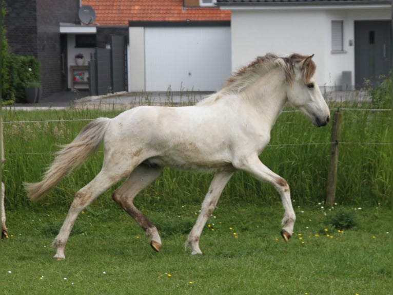 Islandais Étalon 1 Année 145 cm Roan-Bay in Südlohn