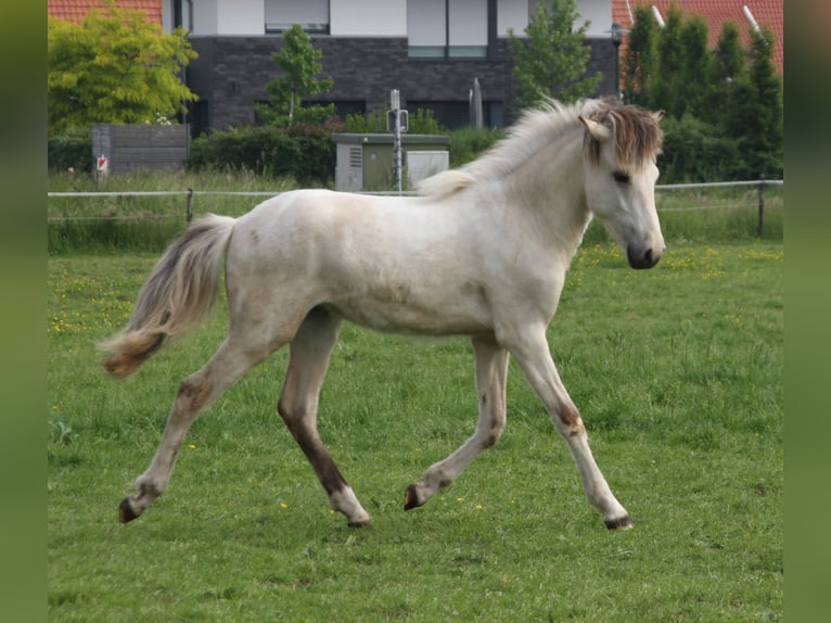 Islandais Étalon 1 Année 145 cm Roan-Bay in Südlohn