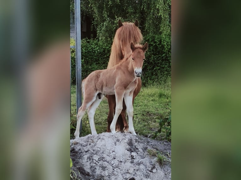 Islandais Étalon 1 Année Alezan in Hermannsburg