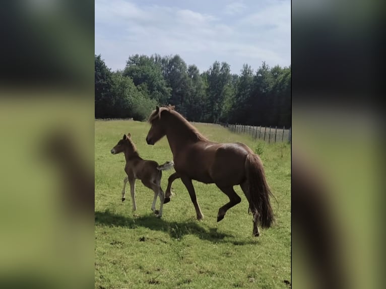 Islandais Étalon 1 Année Alezan in Hermannsburg