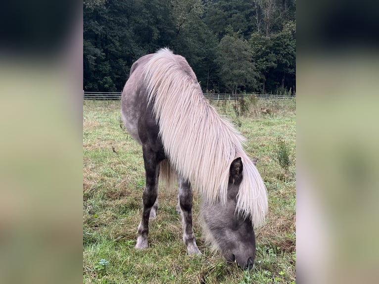 Islandais Étalon 1 Année in Neuenbürg