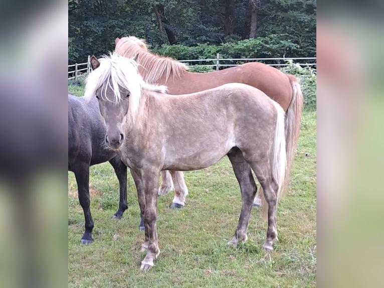 Islandais Étalon 1 Année in Neuenbürg