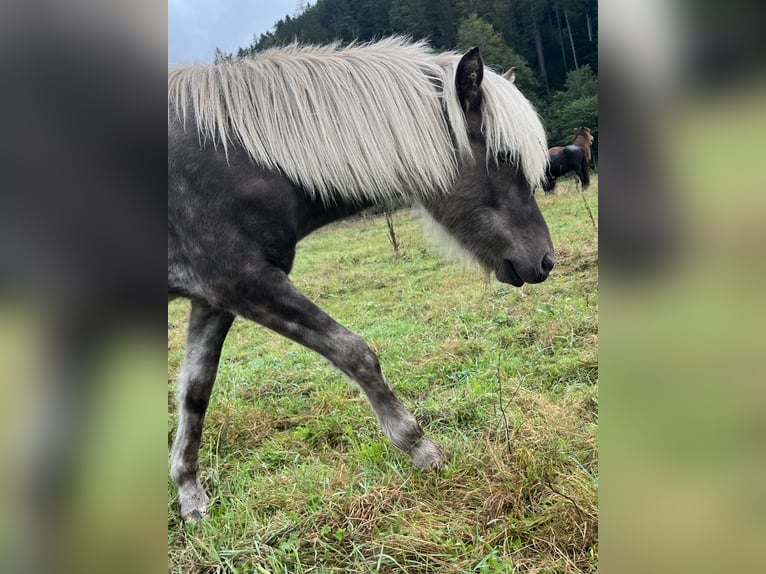 Islandais Étalon 1 Année in Neuenbürg