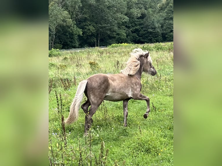 Islandais Étalon 1 Année in Neuenbürg