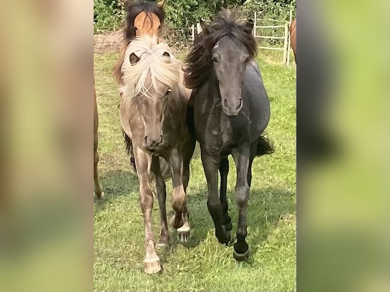 Islandais Étalon 1 Année in Neuenbürg