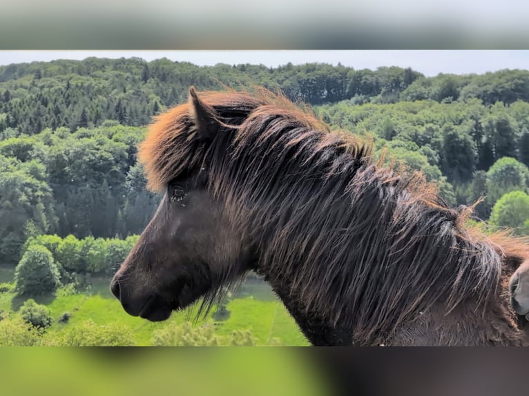 Islandais Étalon 1 Année Noir in Beilstein