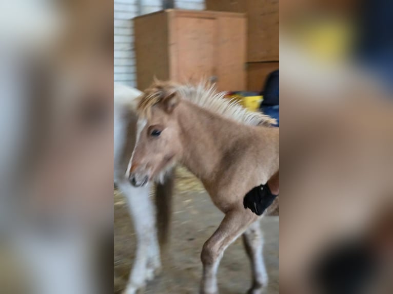 Islandais Étalon 1 Année Peut devenir gris in Friedberg