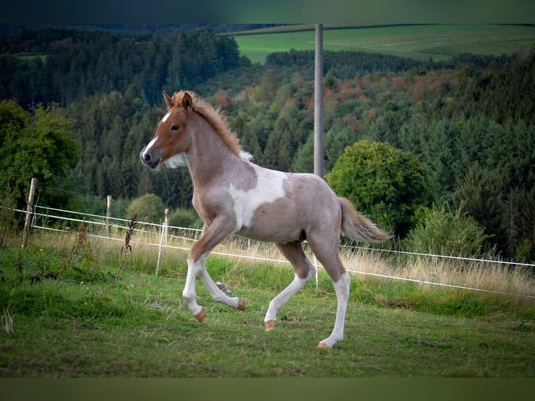 Islandais Étalon 1 Année Rouan Rouge in Winterspelt