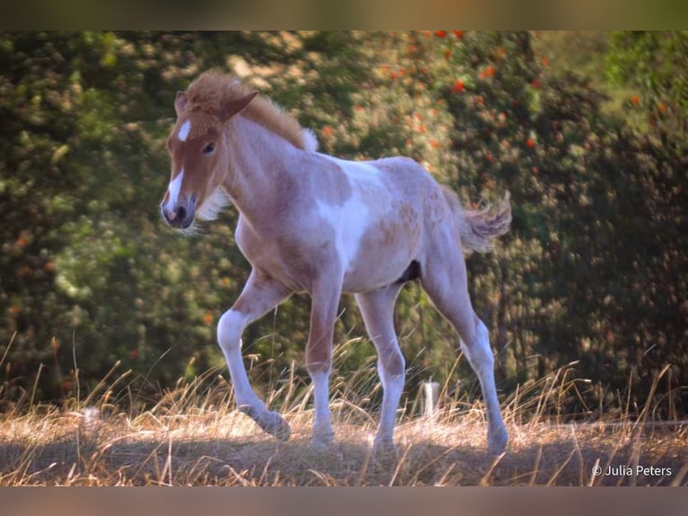 Islandais Étalon 1 Année Rouan Rouge in Winterspelt