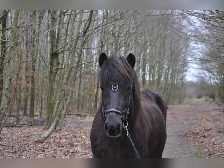 Islandais Étalon 20 Ans 138 cm Noir in Handewitt