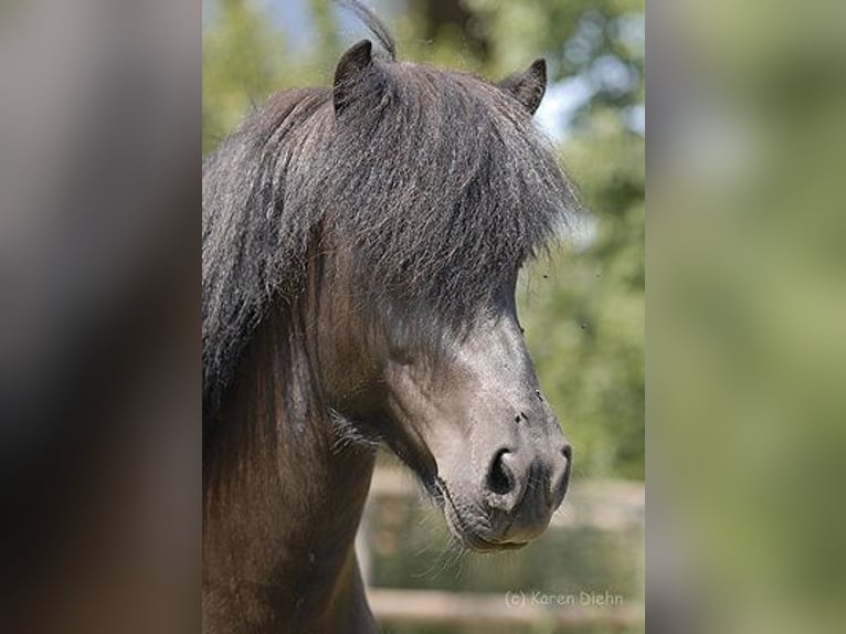 Islandais Étalon 22 Ans Noir in Stapelfeld