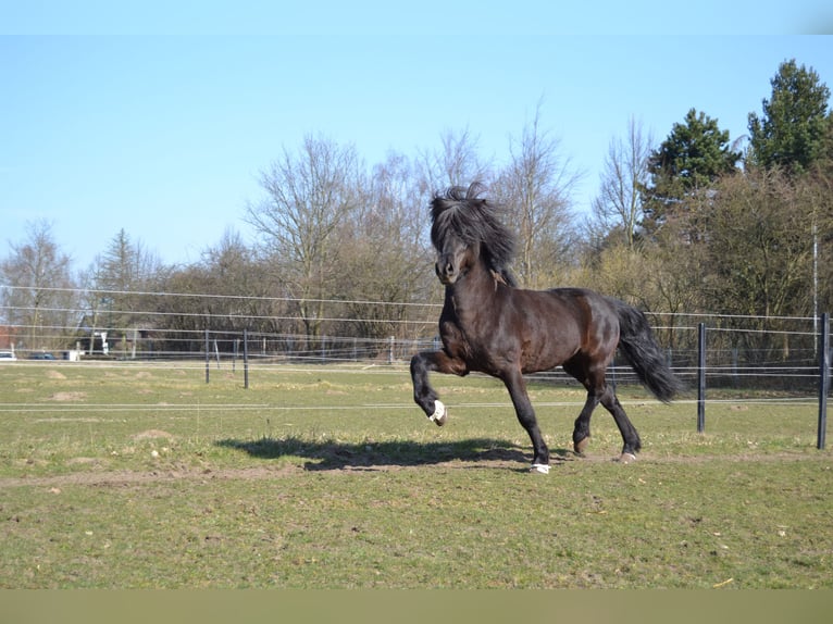 Islandais Étalon 22 Ans Noir in Stapelfeld