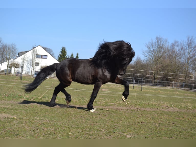 Islandais Étalon 22 Ans Noir in Stapelfeld