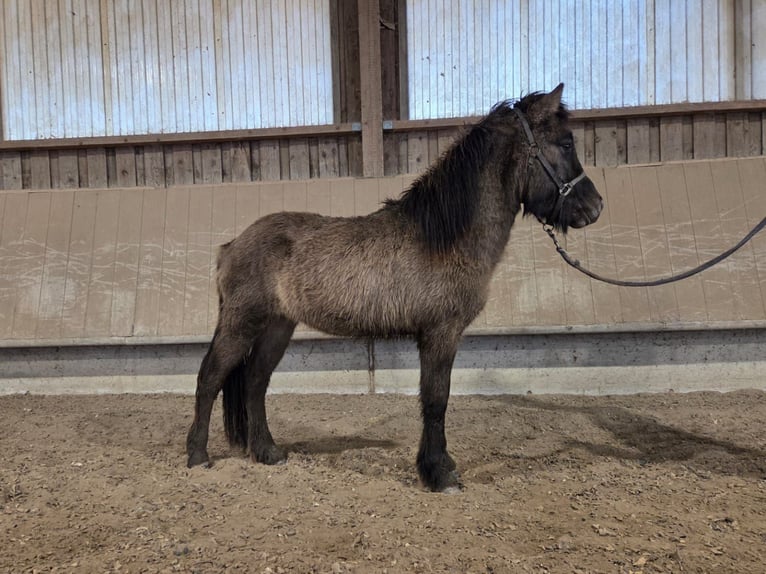 Islandais Étalon 2 Ans 135 cm  in Weißpriach im Lungau