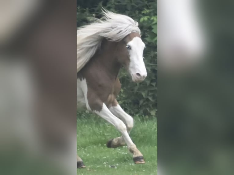 Islandais Étalon 2 Ans 135 cm Pinto in Wehr