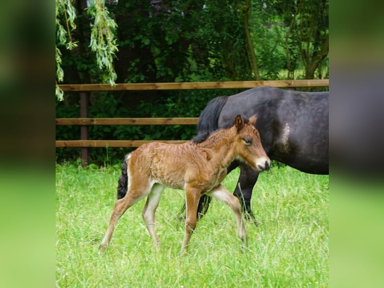 Islandais Étalon 2 Ans 138 cm Bai clair in Sittensen