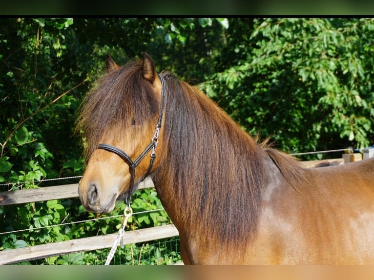 Islandais Étalon 2 Ans 138 cm Bai clair in Sittensen