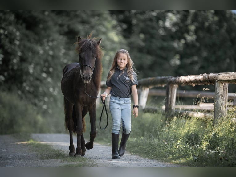 Islandais Étalon 2 Ans 138 cm Noir in Scheffau am Wilden Kaiser