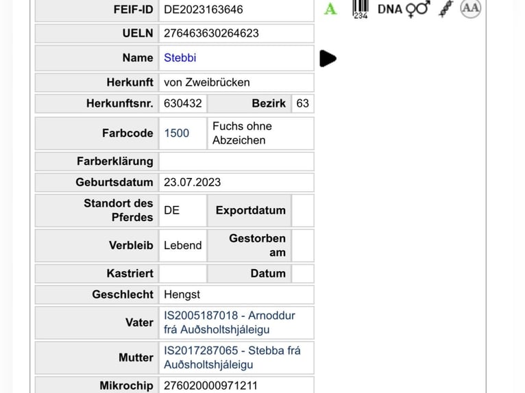 Islandais Étalon 2 Ans 140 cm Alezan in Zweibrücken