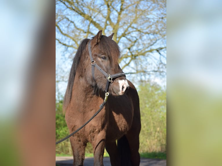 Islandais Étalon 2 Ans 140 cm in Blunk