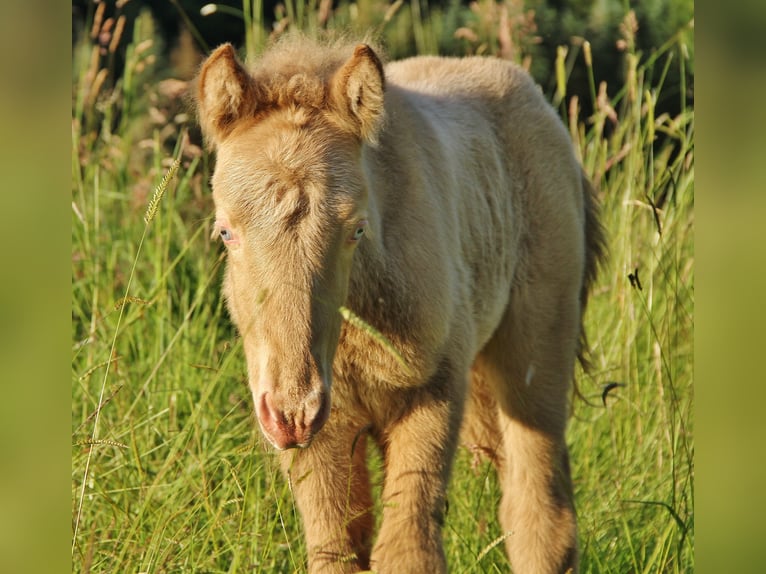 Islandais Étalon 2 Ans 140 cm Cremello in Saarland