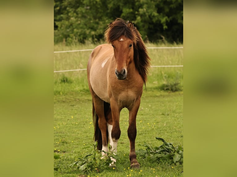 Islandais Étalon 2 Ans 140 cm Isabelle in Südlohn