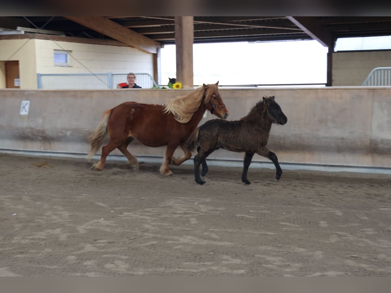 Islandais Étalon 2 Ans 140 cm Noir in Zweibrücken