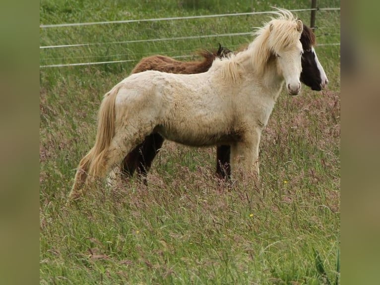 Islandais Étalon 2 Ans 140 cm Perlino in Saarland
